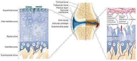 Pathophysiology Of Knee Osteoarthritis