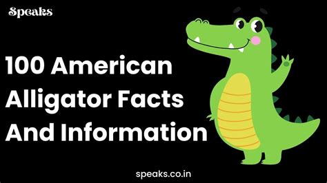 100 American Alligator Facts And Information Speaks