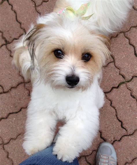 New Coton De Tulear Haircuts Ideas With Pictures August