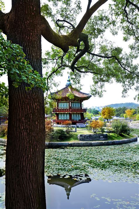 Pohon sakura di korea tetap dipertahankan hingga akhirnya jepang menyerah saat akhir perang dunia ii. Gambar : pemandangan, pohon, cabang, Arsitektur, menanam ...