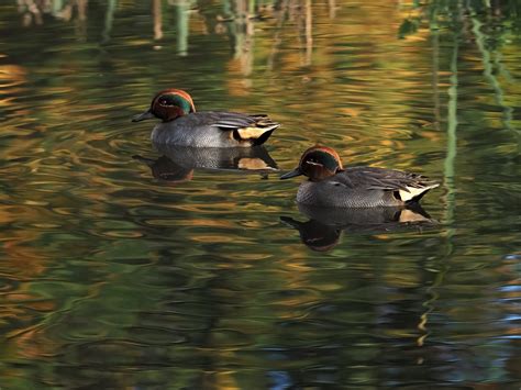 Teal Ducks Teal Ducks In Kilbogget Park Jerome Flickr