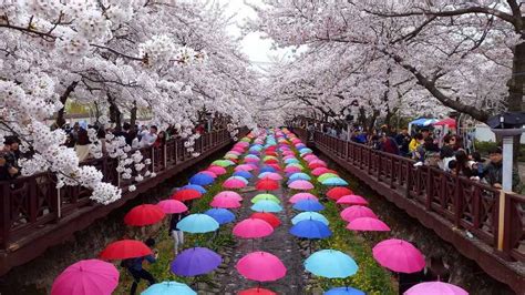 Top 5 Cherry Blossom Festivals In South Korea In 2017 Cherry Blossom