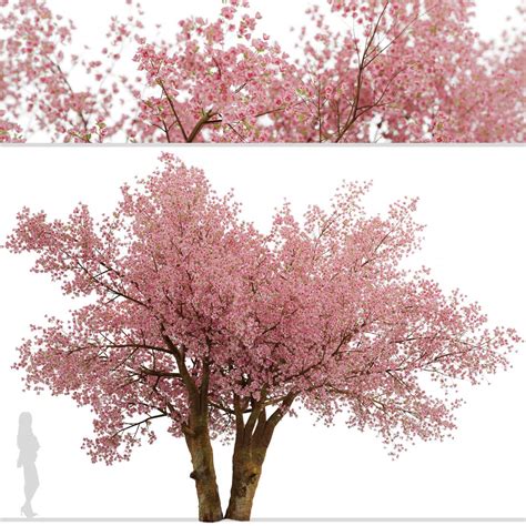 Sakura Tree Cherry Blossom Or Prunus Cerasus D Model For Vray