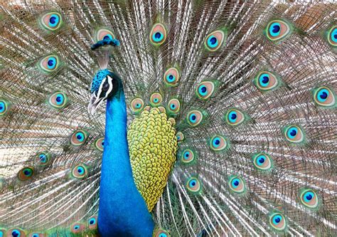 Merak hijau (pavo muticus) merupakan burung yang dievaluasi sebagai rentan di dalam iucn red list. Koleksi Foto Burung Merak Tercantik