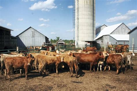 One Of The Largest Beef Producers In Canada Is Looking For Irish