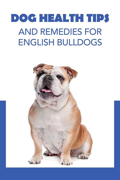 Best Dog Food For English Bulldogs With Skin Allergies Carylon Picard