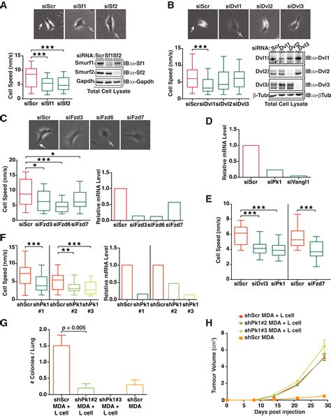 Exosomes Mediate Stromal Mobilization Of Autocrine Wnt Pcp Signaling In