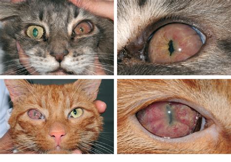 Figure 1 From Ocular Manifestation Of Lymphoma In Newly Diagnosed Cats Semantic Scholar