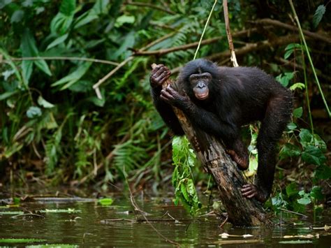 Interesting Facts About The Bonobos 4x4 Uganda