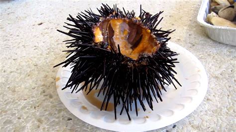 There are around 200 species of sea urchins that can be found in oceans throughout the world. Eating LIVE Sea Urchin!!! - YouTube