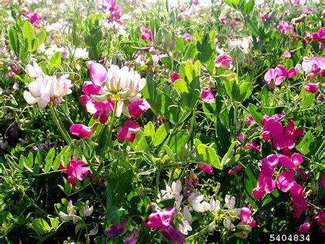 Purple Crown Vetch Securigera Varia