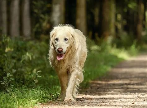 Can Dogs Walk Backwards And How To Train It To Walk Backwards
