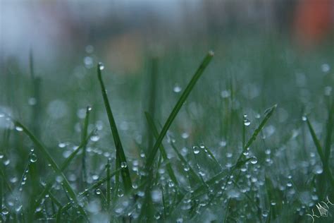 Free Photo Wet Grass Abstract Spring Meadow Free Download Jooinn