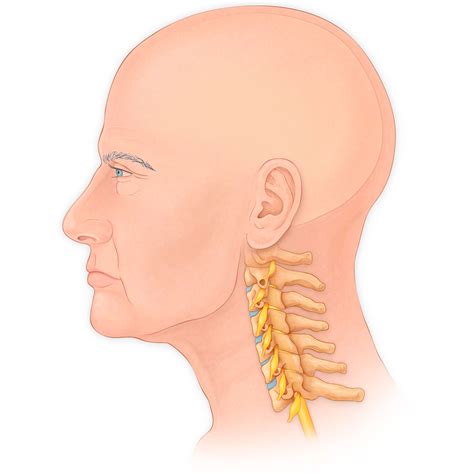 Head And Neck Medical Stock Art