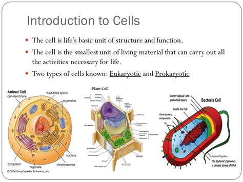 Introduction To The Cell