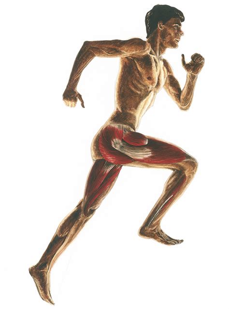 Running Anatomy Right Lateral View Tuning Your Running