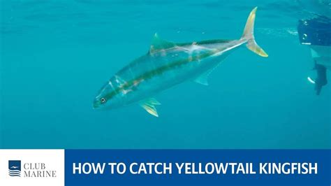 How To Catch Yellowtail Kingfish With Alistair Mcglashan Youtube