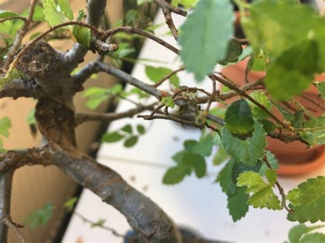 Chinese Elm Bonsai In Dire Need