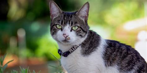 American Wirehair Cat Breed Size Appearance And Personality