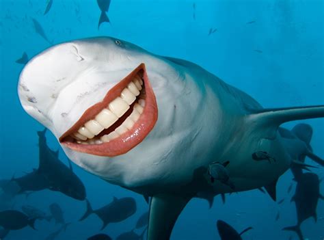 Can You Guess The Celeb Smile From Celeb Shark Smiles E News