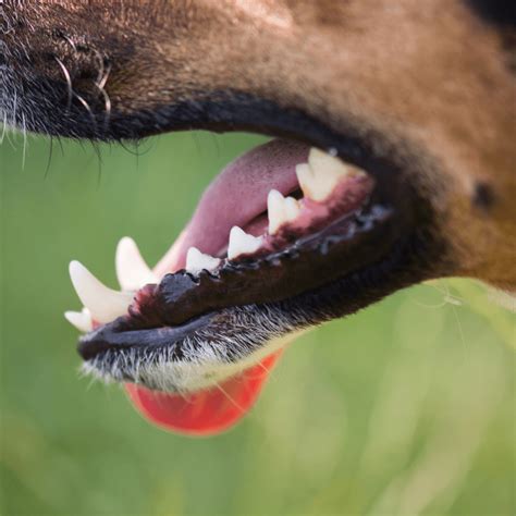 Everything You Need To Know About Dog Teeth And Dental Health Dogswell