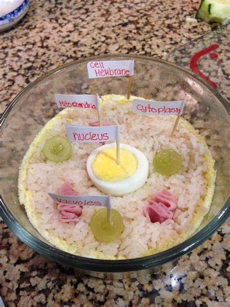 Animal Cell Model Project Edible The Sojourner Edible Cell Project