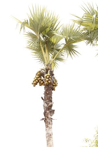 Indian Palm Tree Stock Photo Download Image Now Asia Beach Beauty
