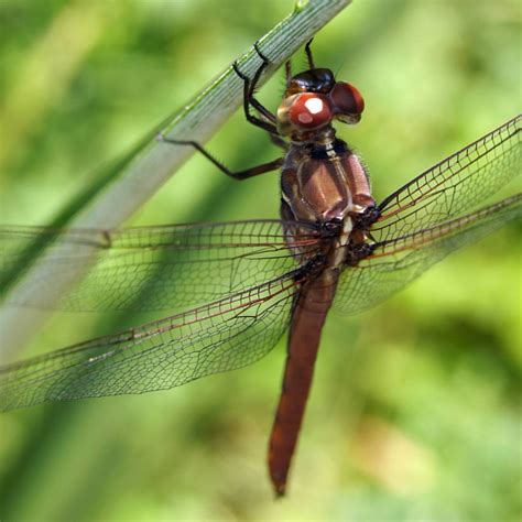 #dragonfly #insect #insect_perfection #insectagram #dragon… | Flickr