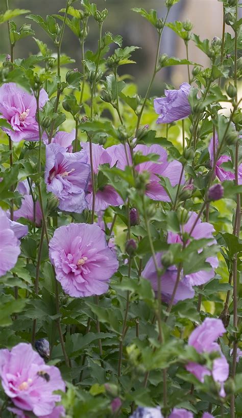 Lavender Chiffon® Hibiscus Syriacus Rose Of Sharon Hibiscus Plants