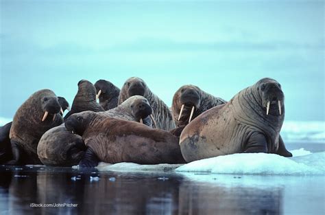 Trichinellosis Outbreaks In Alaska Linked To Walrus Meat
