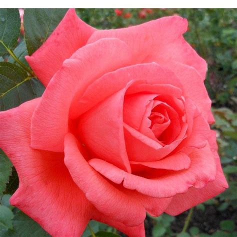 Tropicana An All Time Favorite Hybrid Tea With Bright Orange Red Blend