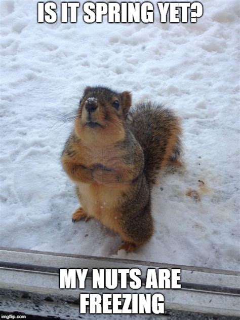 Image Tagged In Squirrel Begging Imgflip