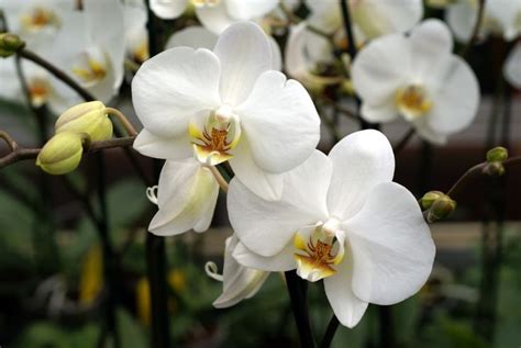 White Orchid Photo Orchid Flower White Orchids Flower Meanings