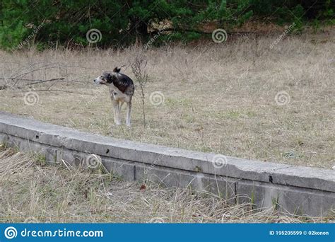 A Feral Dog In The Chernobyl Exclusion Zone Homeless Animals In The