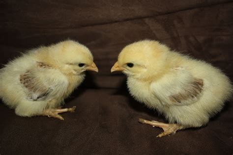Wheaten Marans Pullets Or Roos Backyard Chickens Learn How To Raise Chickens