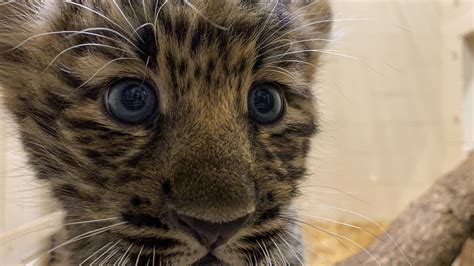 Rare Amur Leopard Cubs Go On View At Zoo No Names Yet