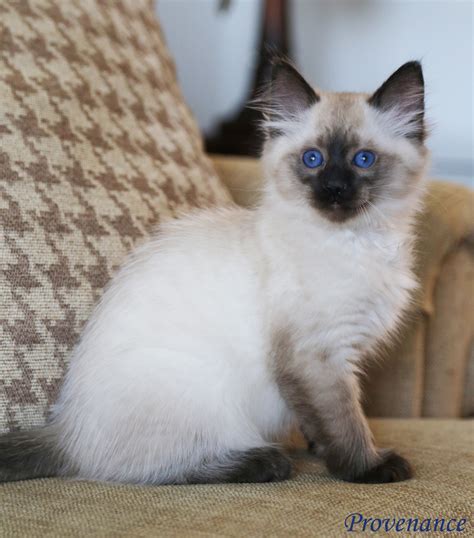 How Balinese Kittens For Sale In Md Is Going To Change Your Business