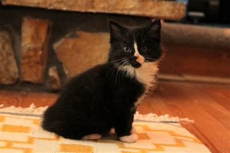 I am an exotic kitten breeder and offer kittens for sale in virginia specializing in: GORGEOUS Manx Kittens! for Sale in Vancouver, Washington ...