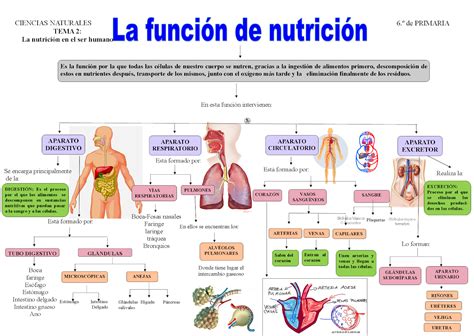 Tema 6 Funcion De Nutricion Art 21 La Excrecion Y El Aparato Urinario