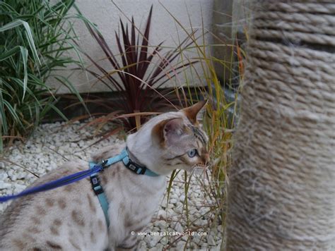 After looking at lots of products, we decided on 5 that we found were really good. Harness training your cat | Bengal Cat World