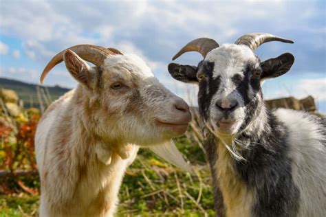 Goats Tend To Prefer Happy Humans Study Reports Nature World Today