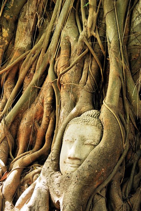Buddha Head In A Tree Wat Mahathat Ayutthaya Thailand