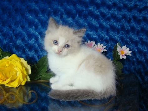 Blue Bicolor Ragdoll Kitten