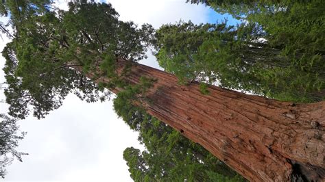 Giant Sequoias Plant Itineraries