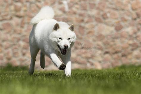 The Dog Breeds Hokkaido Runs Stock Image Image Of White Brown 146387805