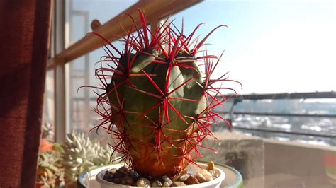 Cactus need bright sunlight, great drainage, and infrequent water to prevent rot. Devil's tongue barrel cactus - YouTube