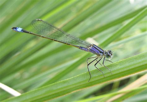 Free Images Nature Fly Pond Insect Blue Invertebrate Dragonfly