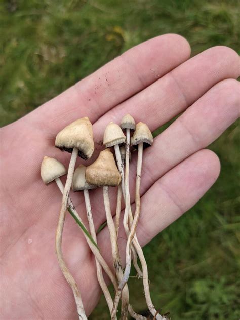 5 Species Of Magic Mushroom That Grow Wild In The Uk