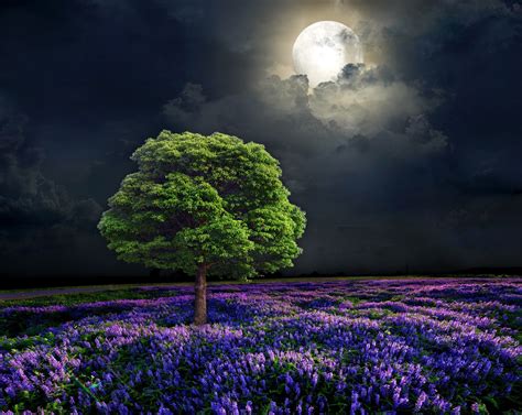 Nature Artwork Trees Moon Flowers Night Wallpapers Hd Desktop