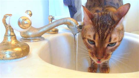 Funny Thirsty Cats In Bathroom Stock Video Footage Storyblocks